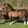 Blackblaze Cassiano