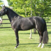 De Goede Ree's Alwin