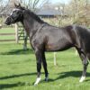 Noaberhoeve's Andor