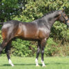 Orchard (G) Wildeman