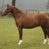 Stockham Aristocrat