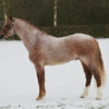 Wildzang's Goldleaf