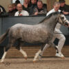 Windhoek's Whisper