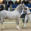 Challenge Clever Cavall