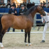 Stougjeshoeve Armani