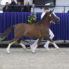 Albrechts's Hoeve Leonardo