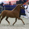 Lutmars Jagger
