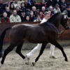 Bloklandhoeve's Mr Silvano