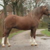 Marrenk's Daryll, 2008YW