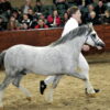 Powys (NL) Sprite