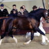 Jurjen H