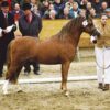 Centannials Sylvester
