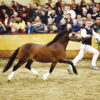 POWYS Shon