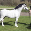 Shamrock Noble Coastquard