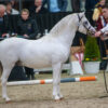 Singels Welsh Dymar
