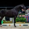 Steerwolde's Dark Pleasure