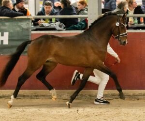 Castenrayseweg's Maserati WNE