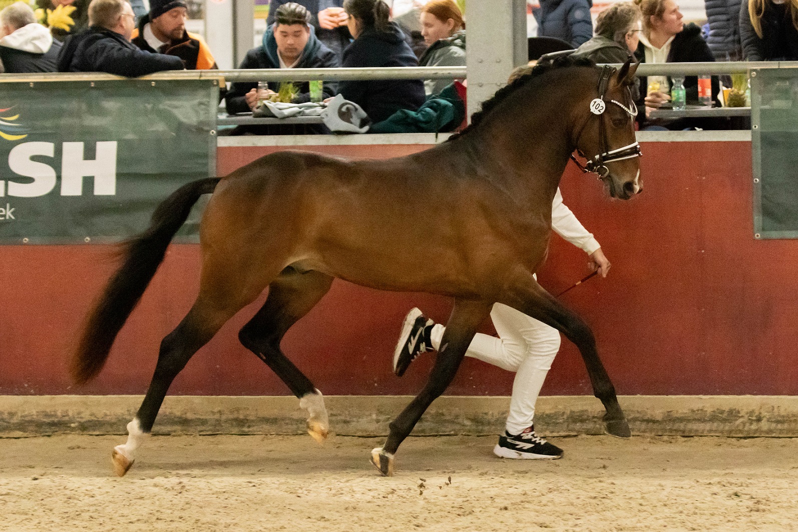 Castenrayseweg's Maserati WNE