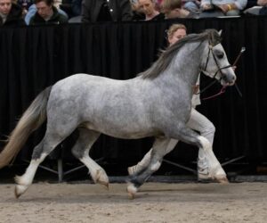 Altingshof Levi Logan