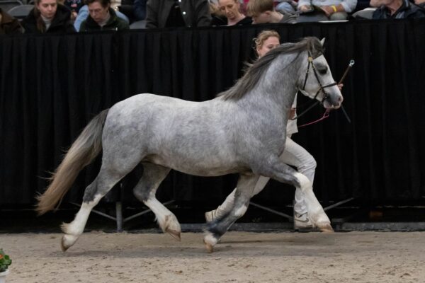 Altingshof Levi Logan