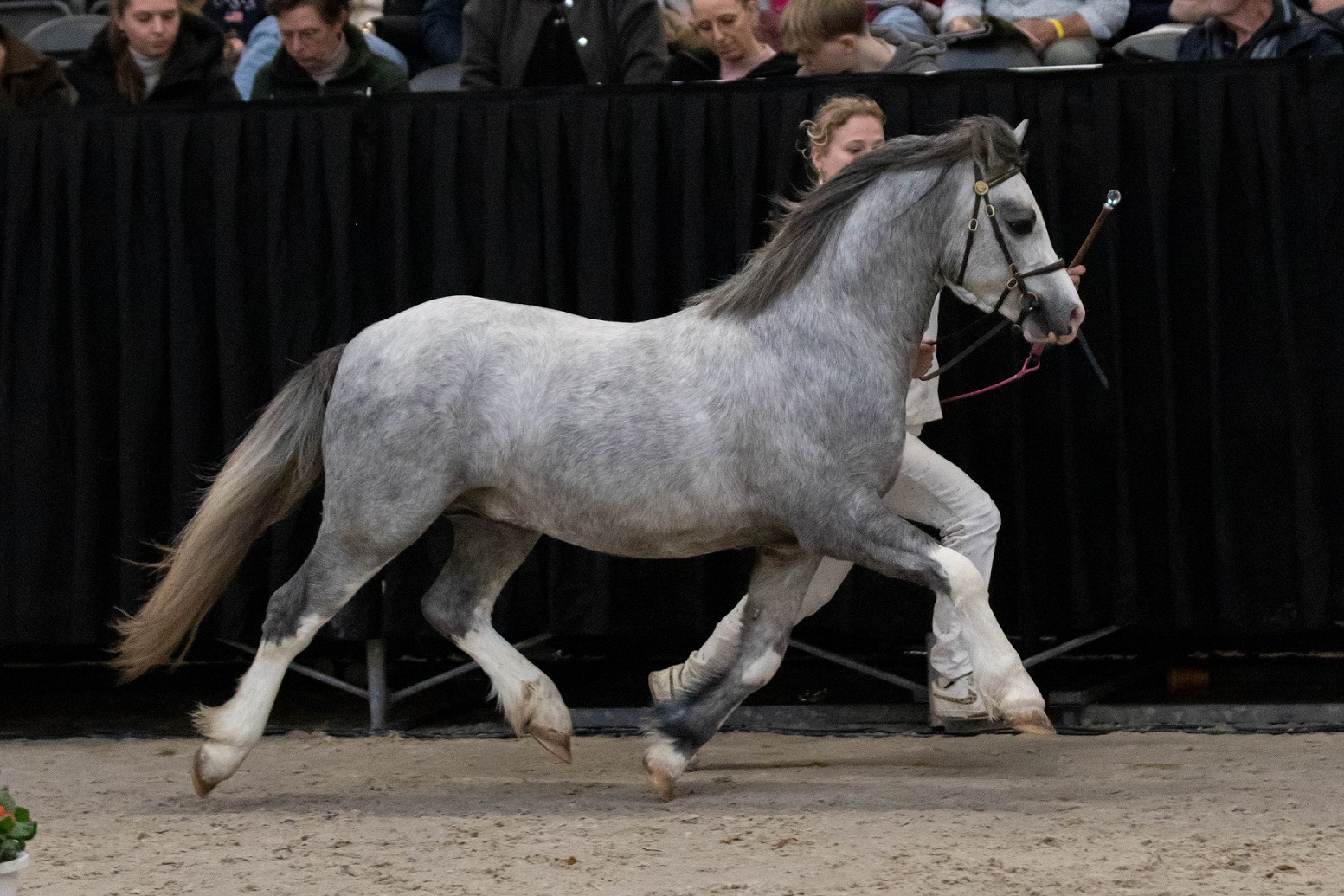 Altingshof Levi Logan