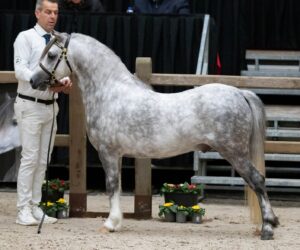 Brynseion Seren Ioan