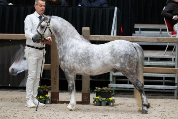 Brynseion Seren Ioan