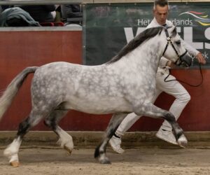 Ysselvliedts Heyburn-Lake