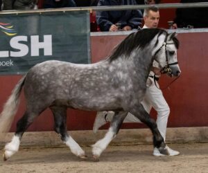 Springbourne Chorister