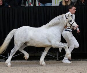 Singelwoud's Revelation