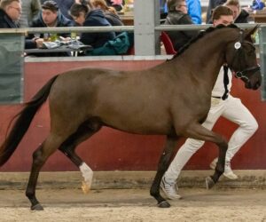 Amalia's Bon'A Parte