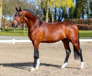 Bekelaar's Vodka Lime