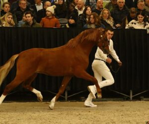 Bloemendaal Surprise