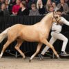 Westerhuis Yellow King