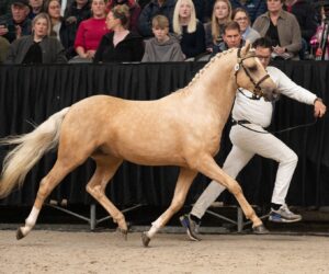 Westerhuis Yellow King