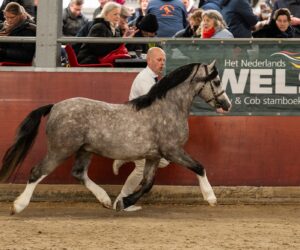 Shamrock Jello Huskey