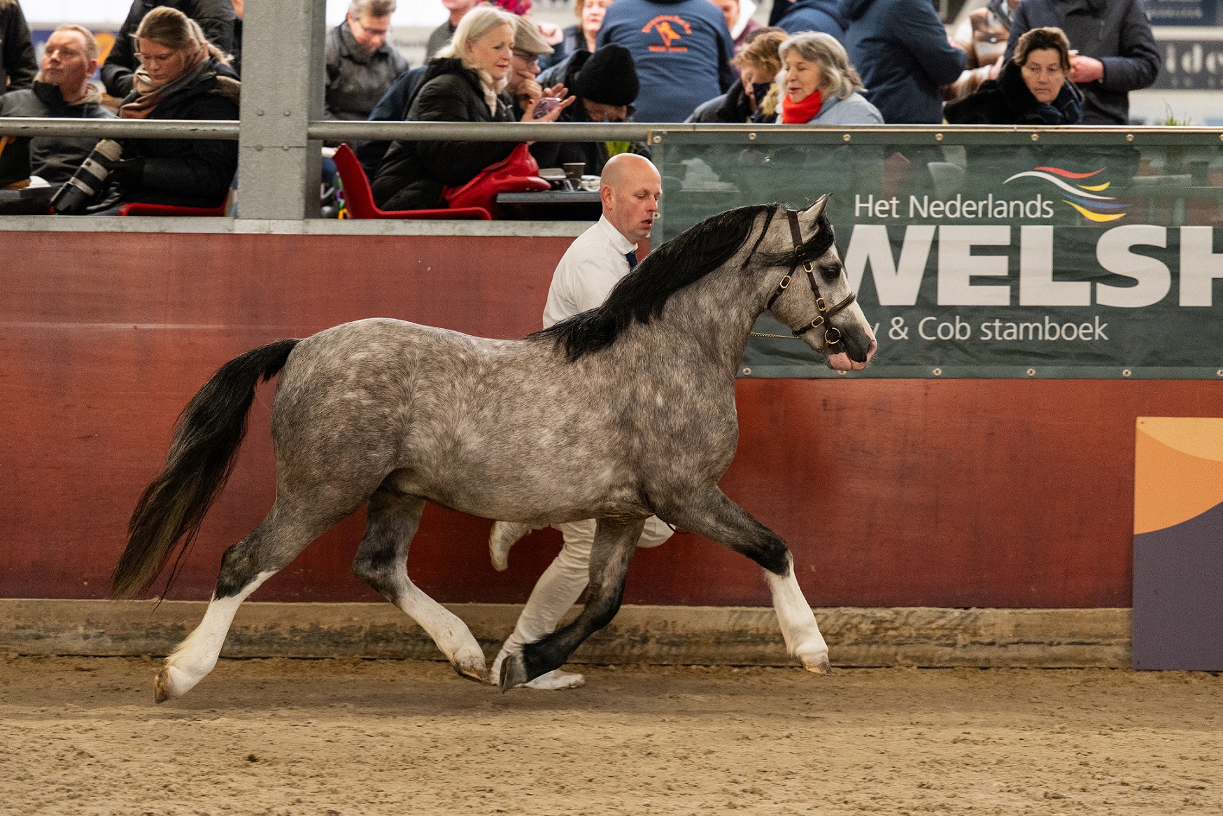 Shamrock Jello Huskey