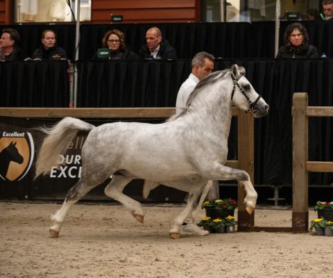 Ysselvliedts Salvatore