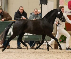 Arkelshof Black Edition