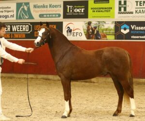 Oldenzijlster Nelson