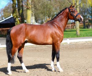 Spoorzicht's Mistral